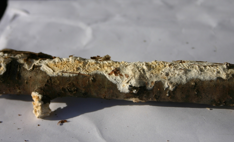 lignicolo da determinare (Hyphoderma radula)